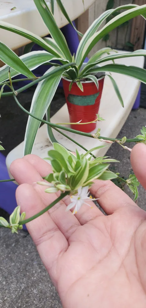 Spider Plant image indicator(4)