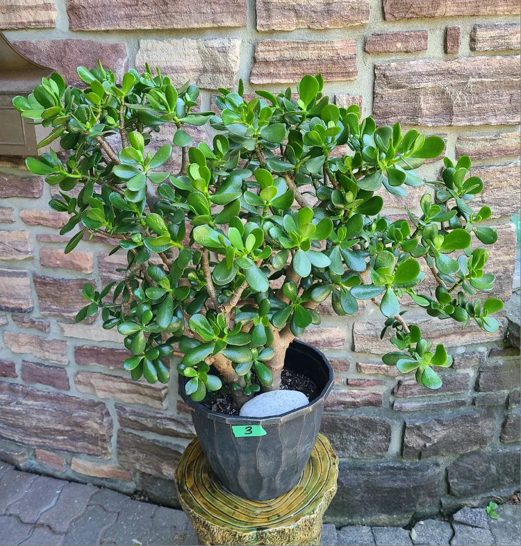 Large Jade Plant #3 image indicator(2)
