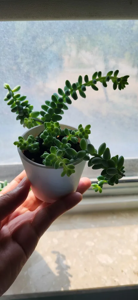 Burro's Tails in White Ceramic Pot thumbnail