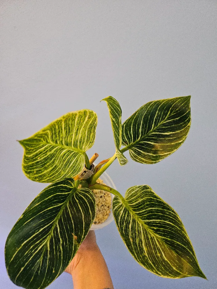 Birkin Philodendron Plant thumbnail