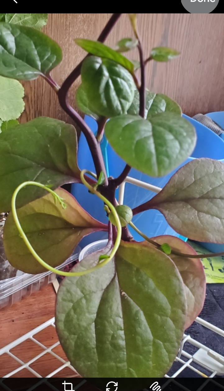 Malabar Spinach Plant - photo 2