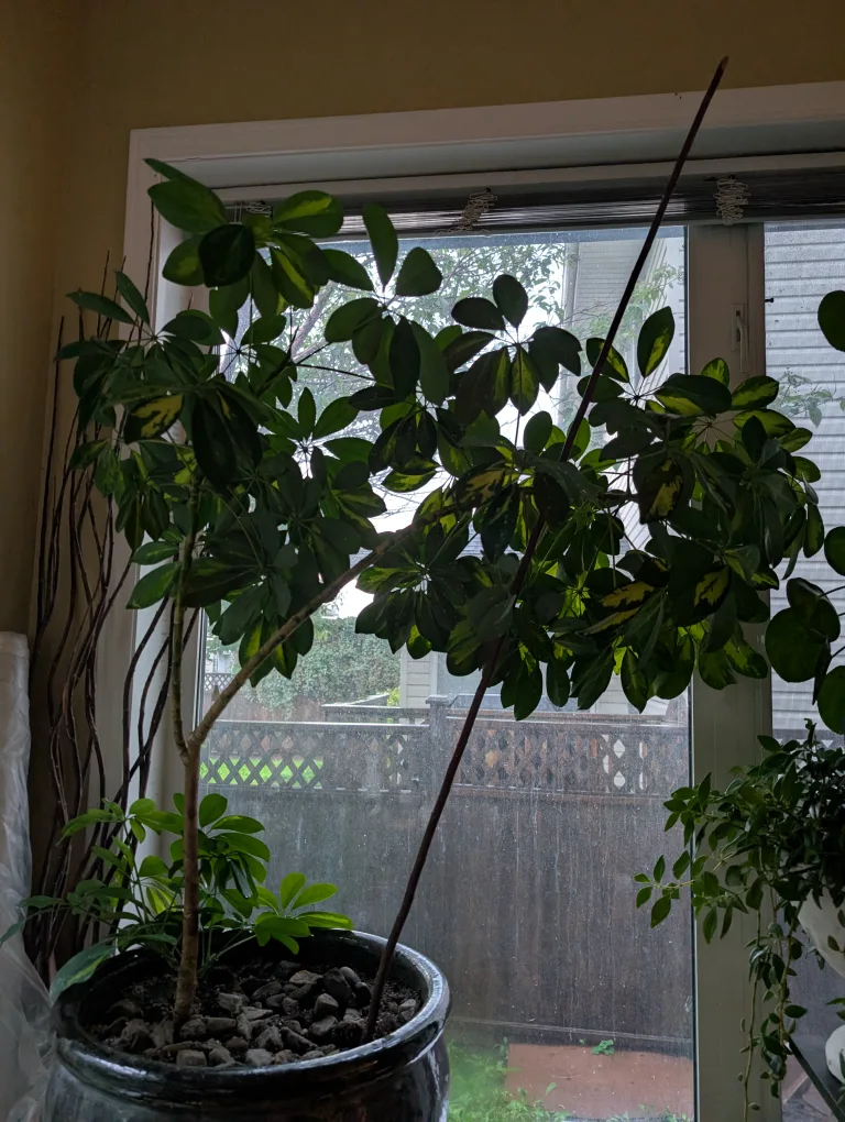Dwarf umbrella tree with gray ceramic pot thumbnail
