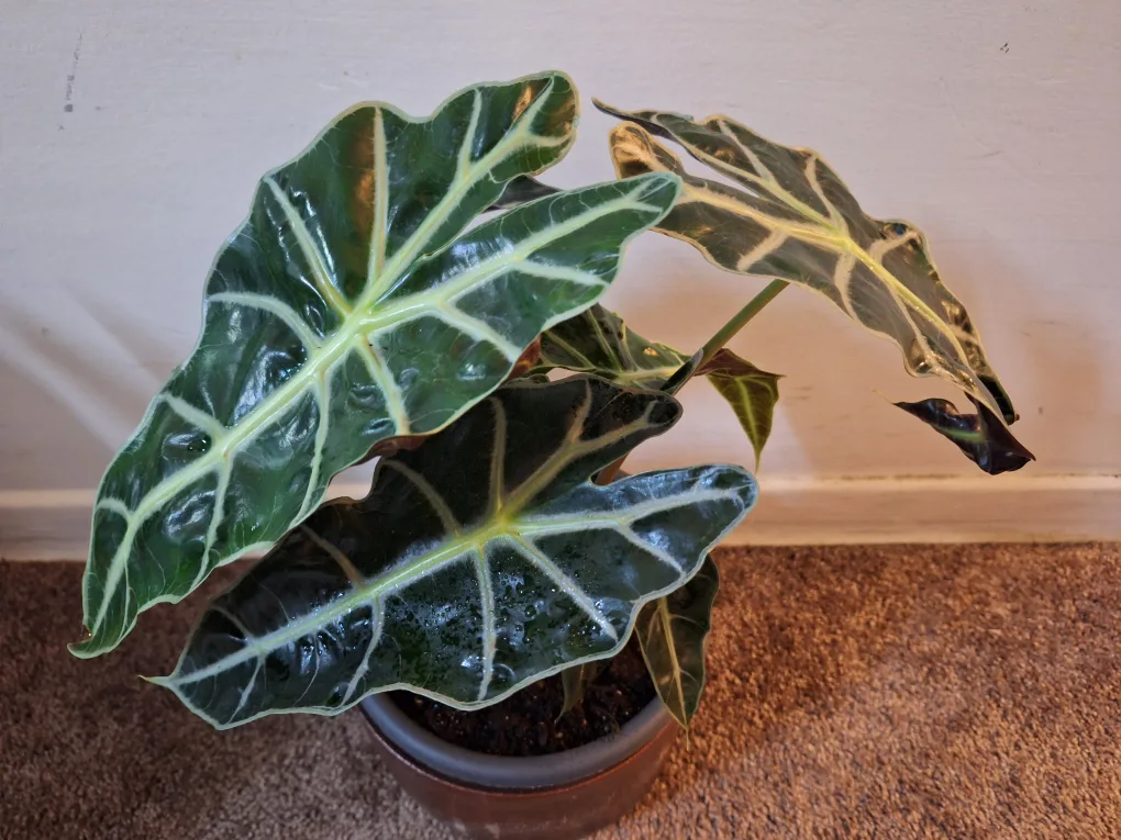 Alocasia Frydek Potted Plant image indicator(2)