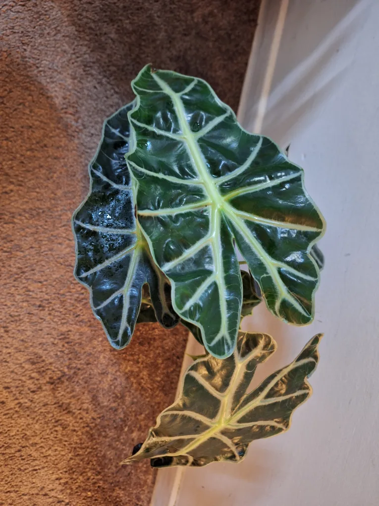 Alocasia Frydek Potted Plant image indicator(3)