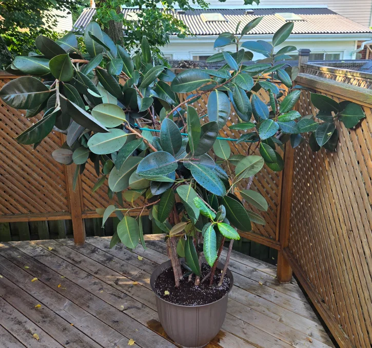 Burgundy Ficus Elastica Rubber Tree image indicator(4)