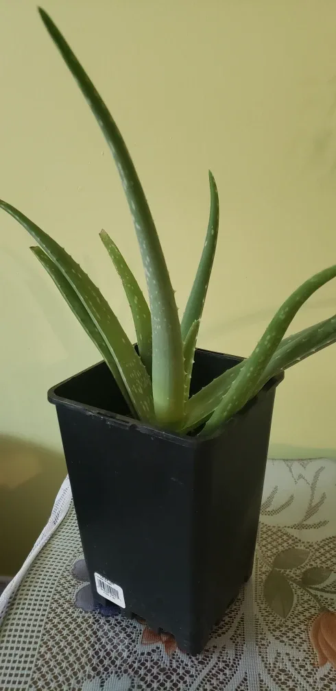 aloe vera thumbnail