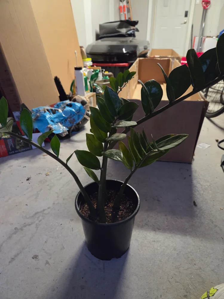 ZZ Plant in Black Pot image indicator(2)