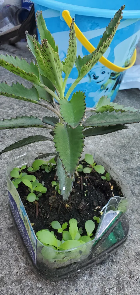 Potted Mother of Thousands Plant thumbnail