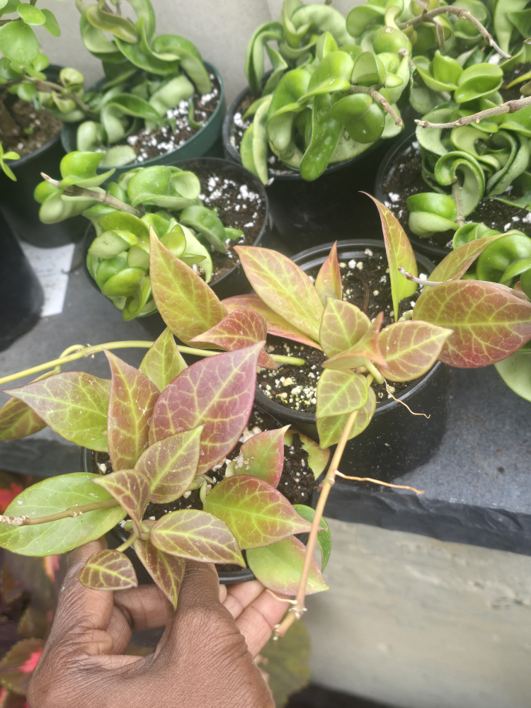 Hoya  sunrise