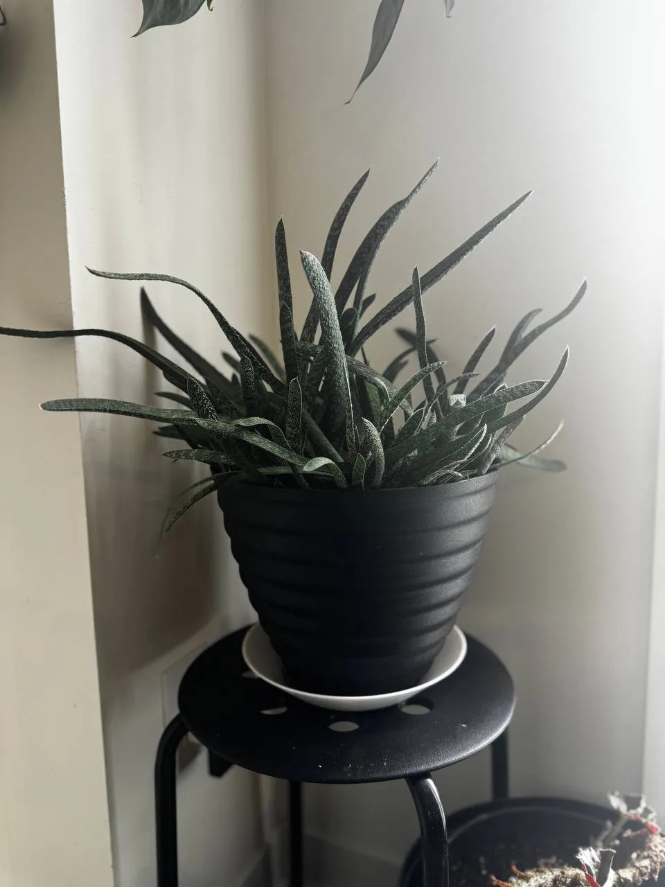 Assorted Indoor Potted Plants thumbnail