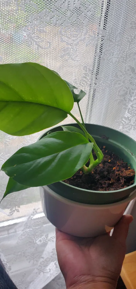 Potted Rhaphidophora Tetrasperma Plant image indicator(2)