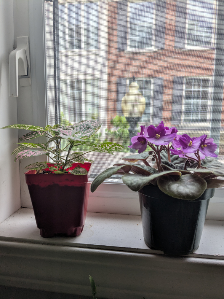House plants