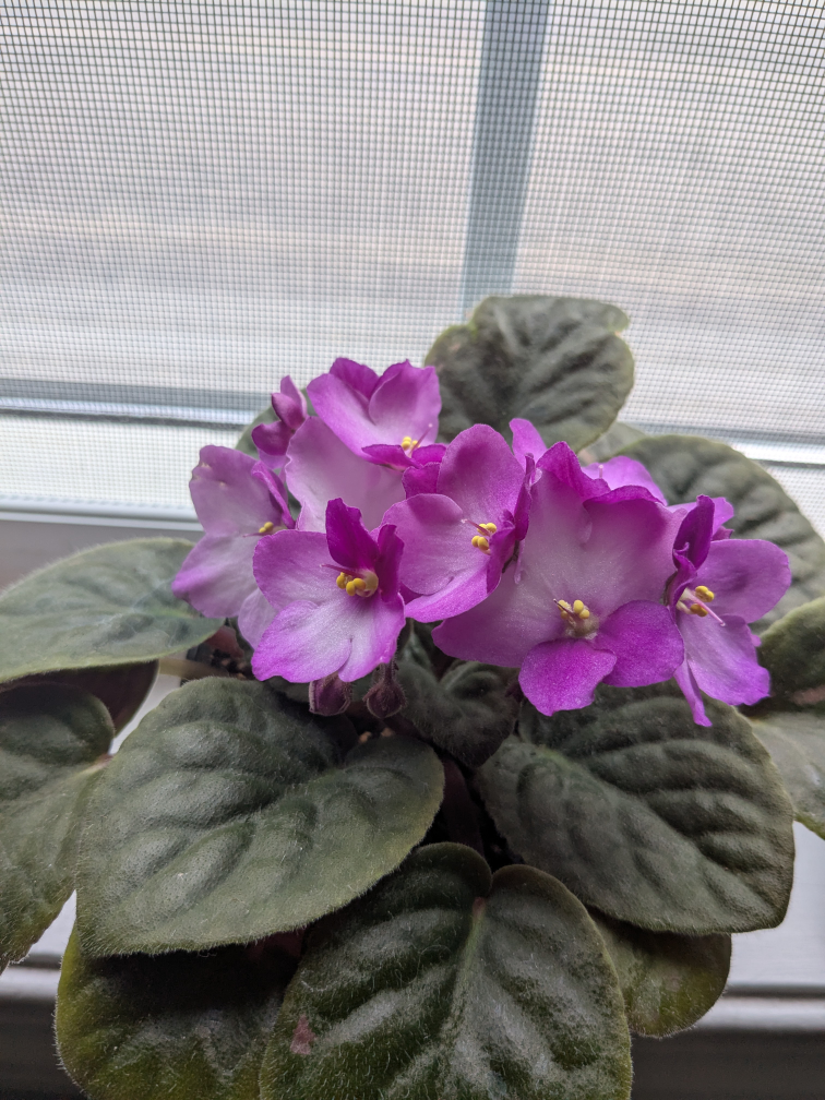 House plants - photo 3