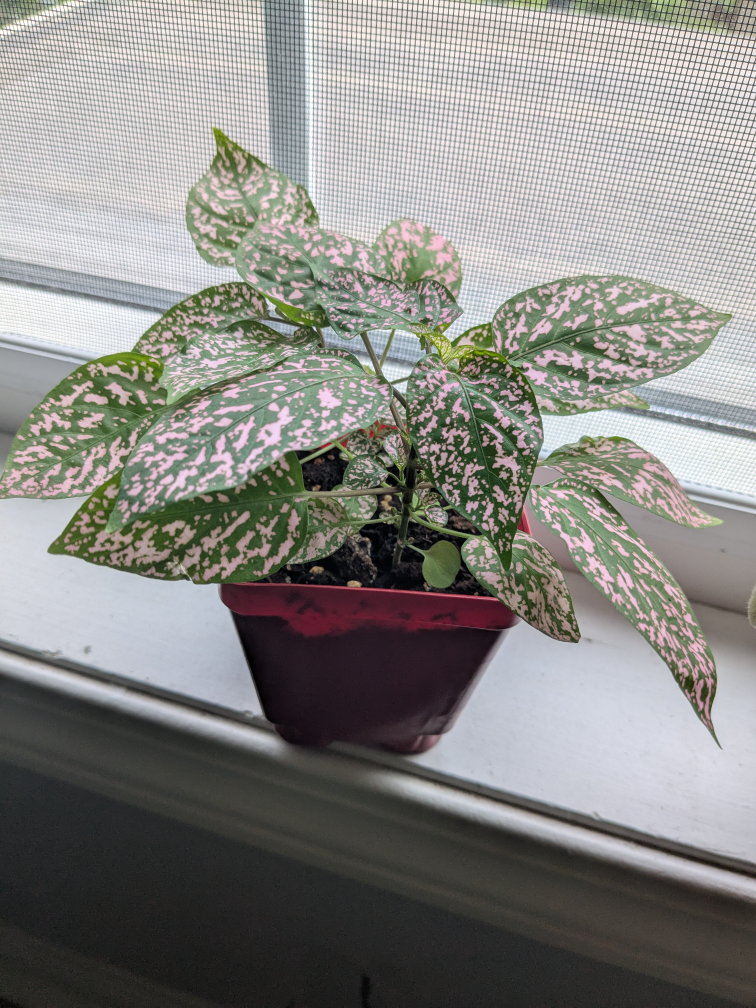 House plants - photo 5