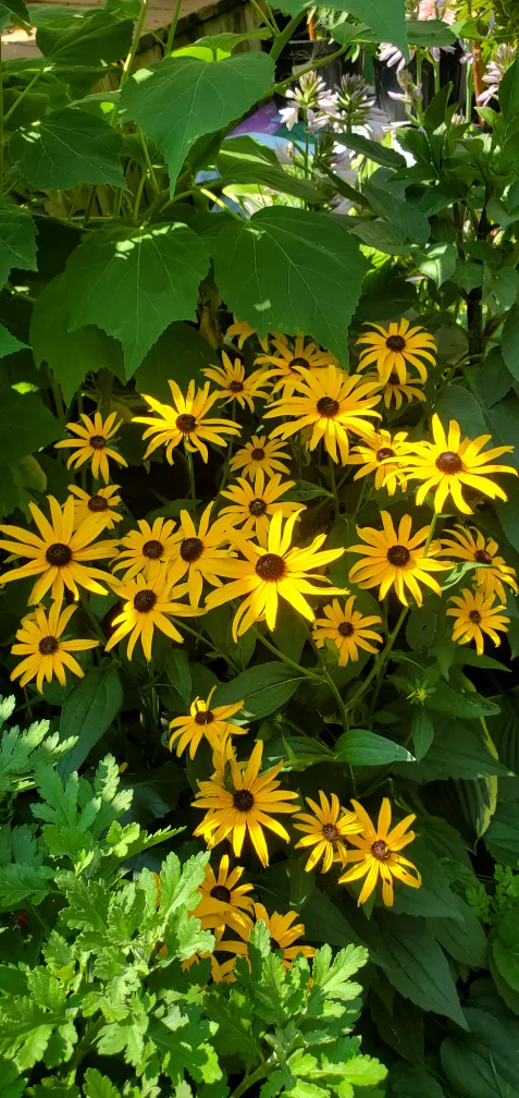 Black-eyed Susan thumbnail