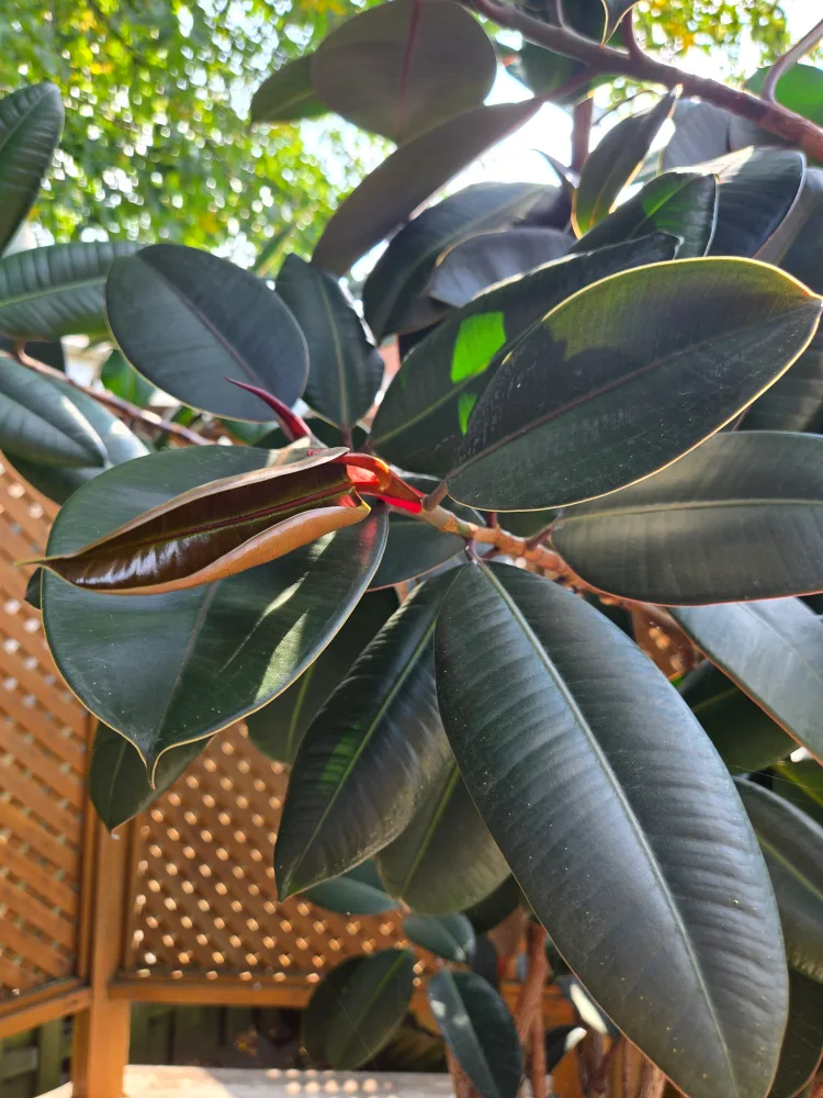 Burgundy Ficus Elastica Rubber Tree image indicator(3)