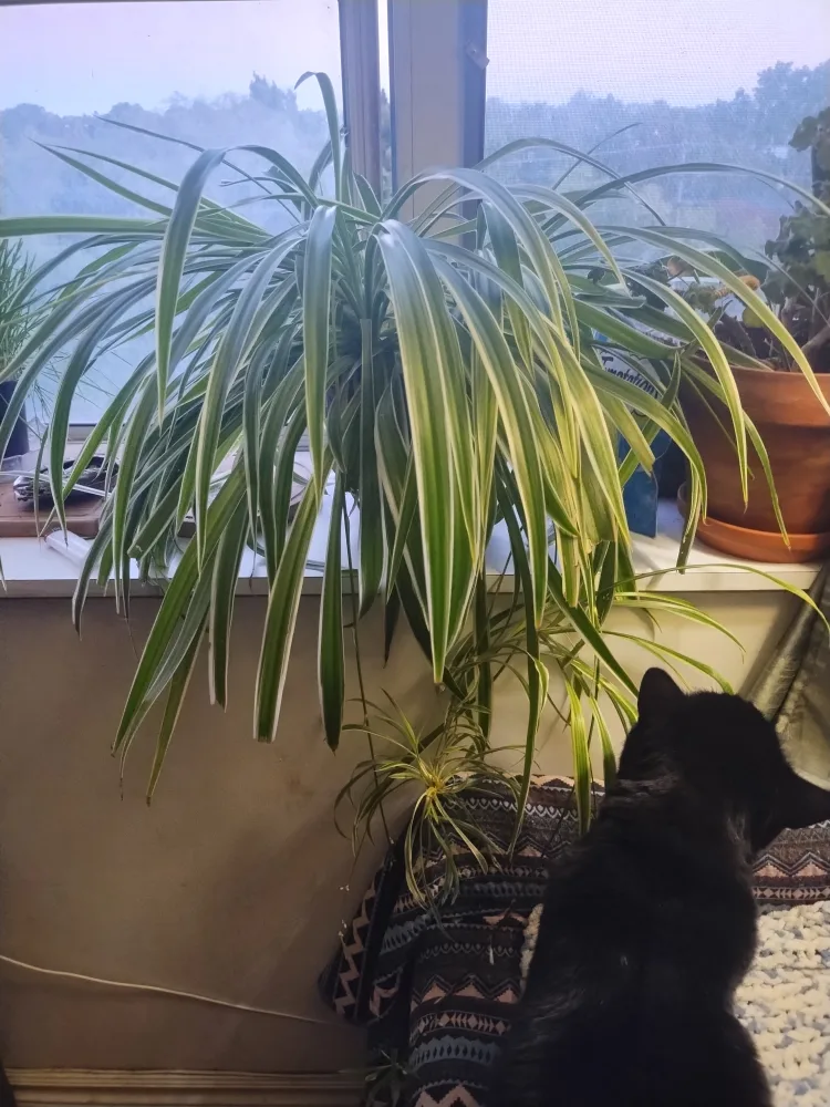 Spider plant thumbnail