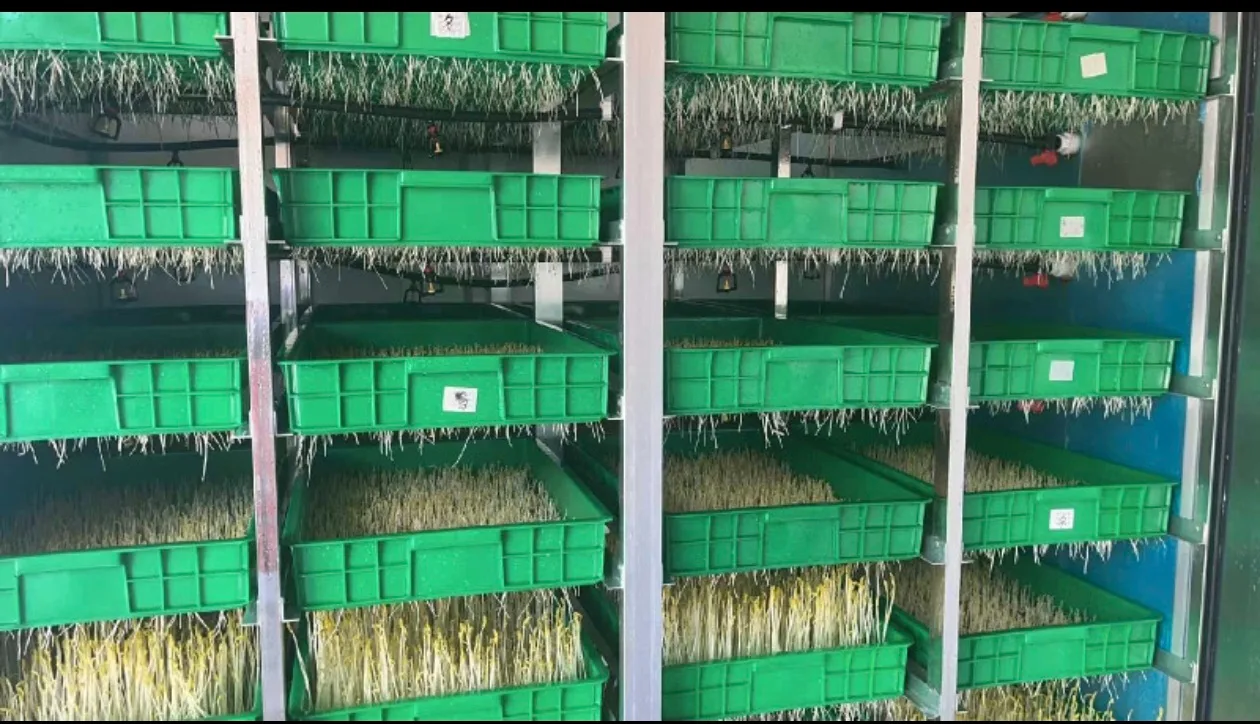 Sprout machine image indicator(9)