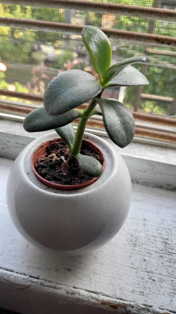 Jade Plant in White Round Pot - photo 2