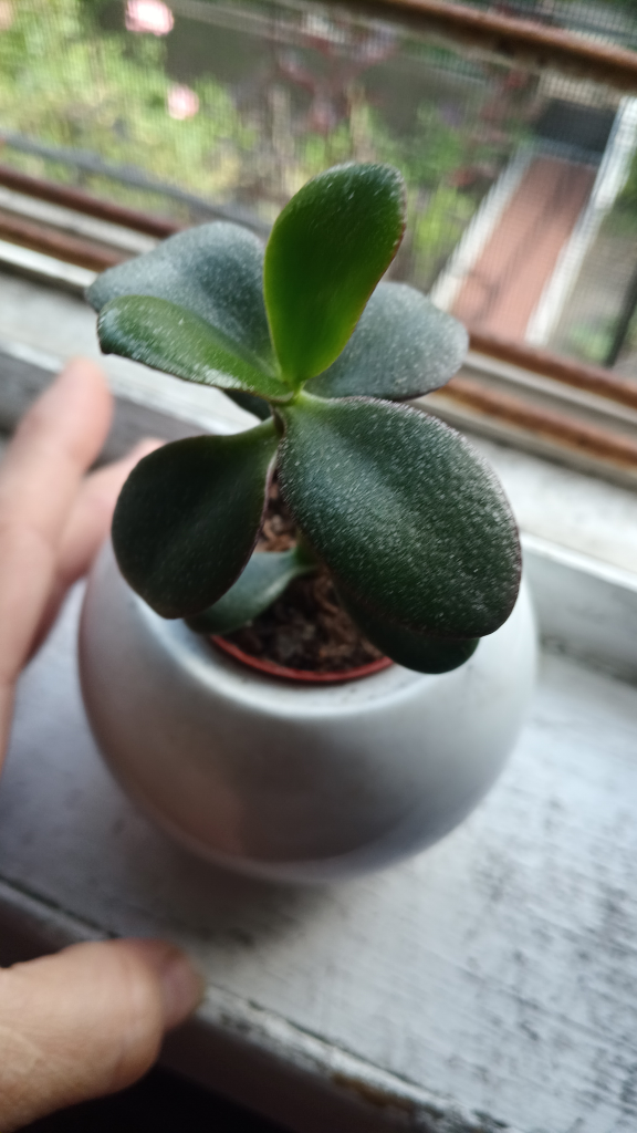 Jade Plant in White Round Pot - photo 3
