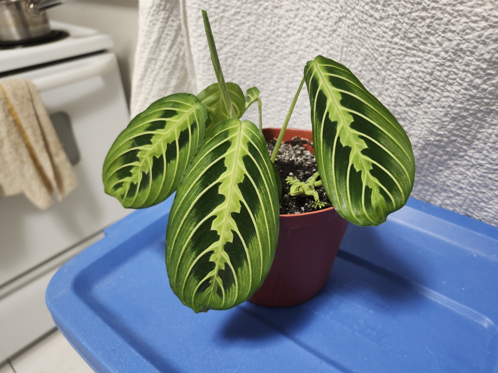 Lemon Lime Maranta Prayer Plant
