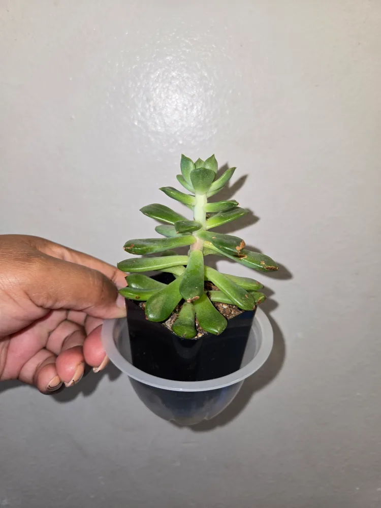 Echeveria Plant 🌵✨️ image indicator(3)