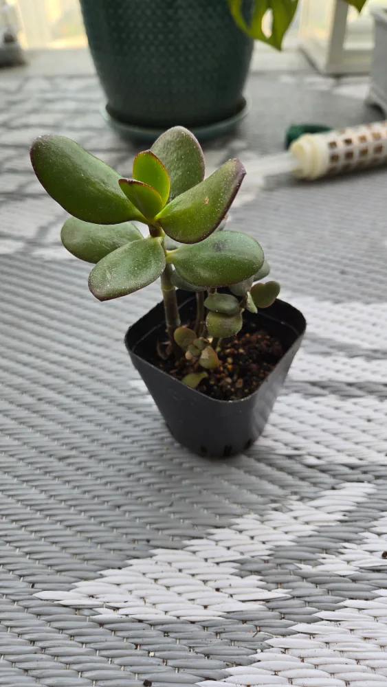 Two Small Jade Plants thumbnail