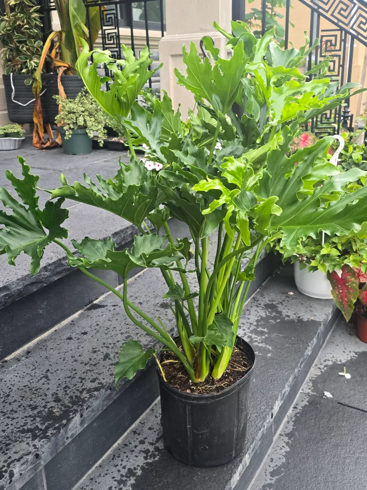 Philodendron Selloum Plant. 2 gallon pot. large image indicator(2)