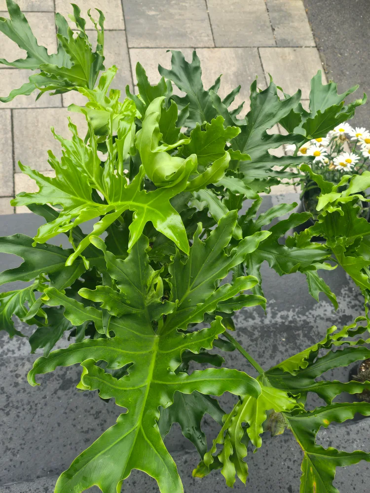 Philodendron Selloum Plant. 2 gallon pot. large image indicator(4)