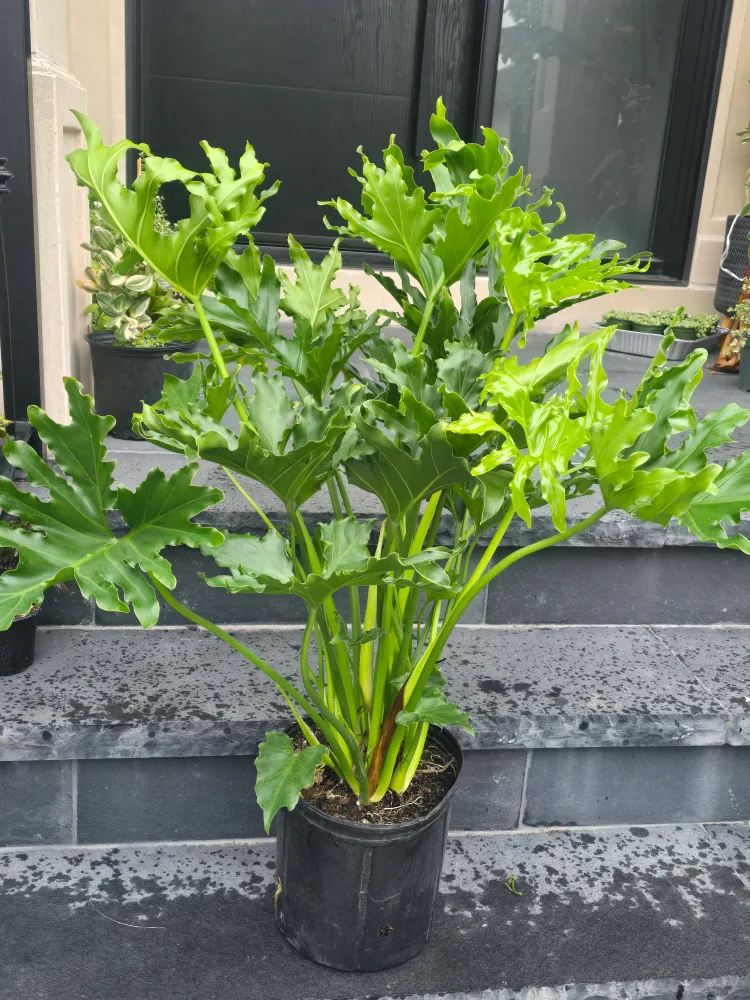 Philodendron Selloum Plant. 2 gallon pot. large image indicator(5)