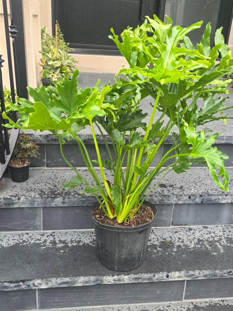 Philodendron Selloum Plant. 2 gallon pot. large image indicator(6)