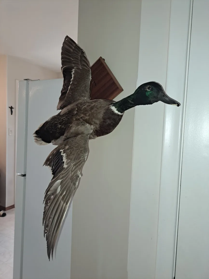 pending pick up - Taxidermy Duck Wall Mount thumbnail