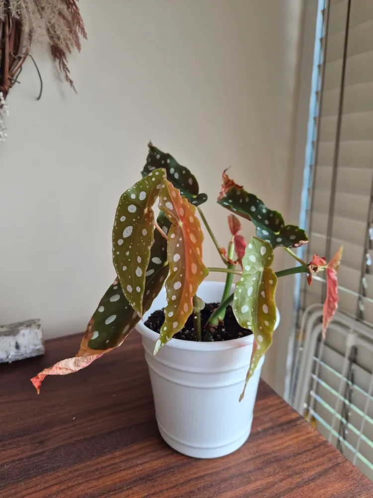Begonia Polka Dot Plant thumbnail