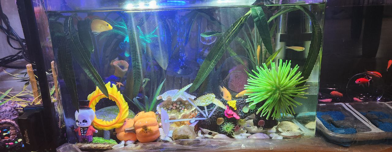 10 Gallons Aquarium - photo 4