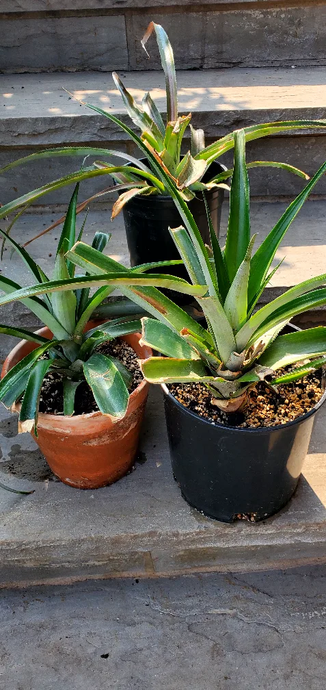 Pineapple Plant thumbnail