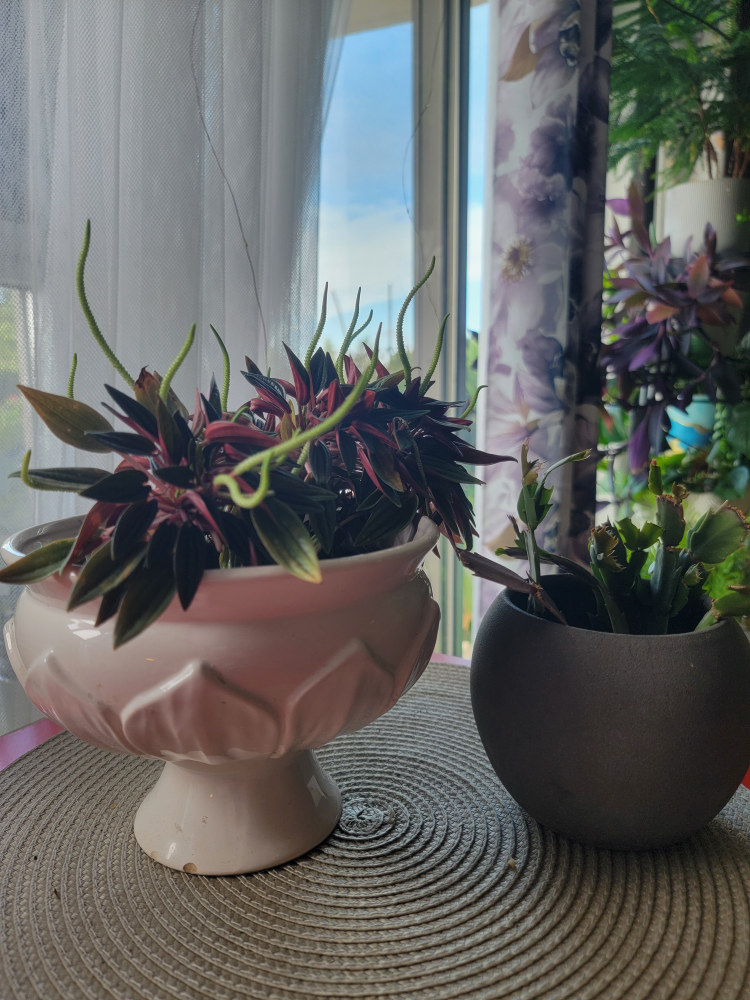 Potted Peperomia Plant and Christmas cactus - photo 3