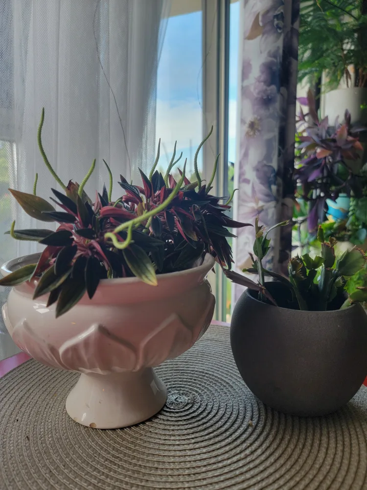 Potted Peperomia Plant and Christmas cactus image indicator(3)
