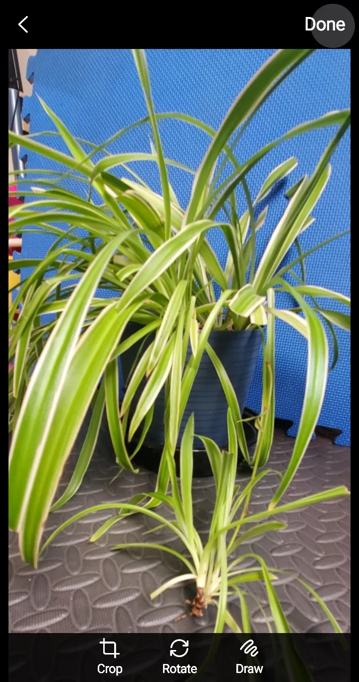 Spider Plant with Pup image indicator(3)