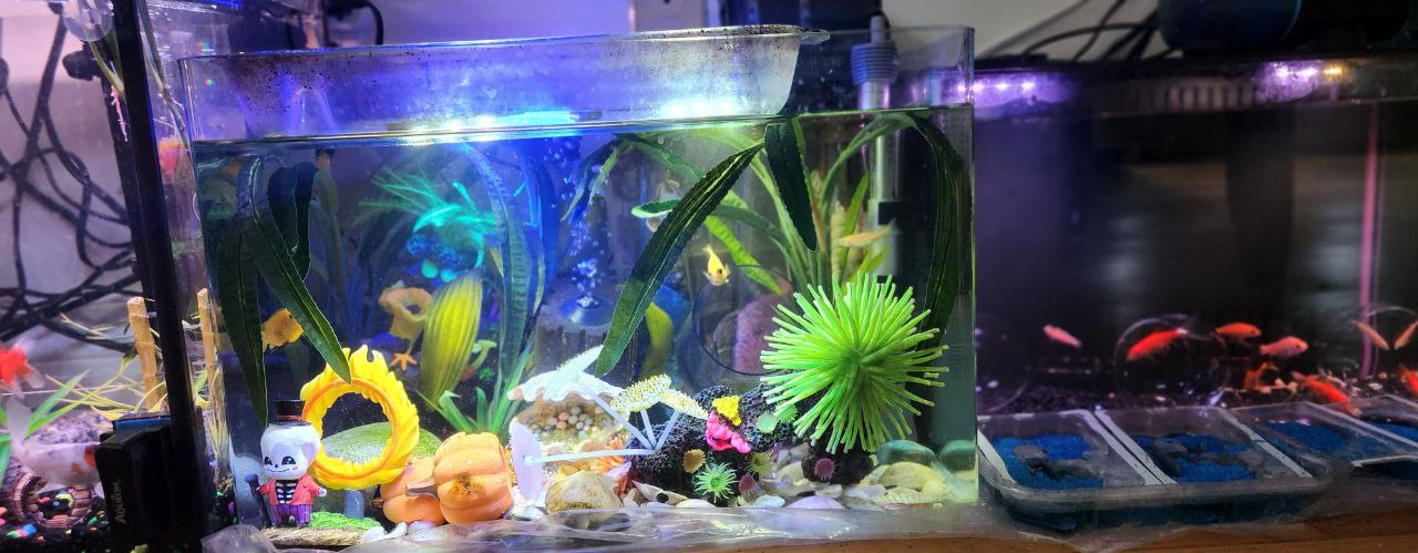 10 Gallons Aquarium