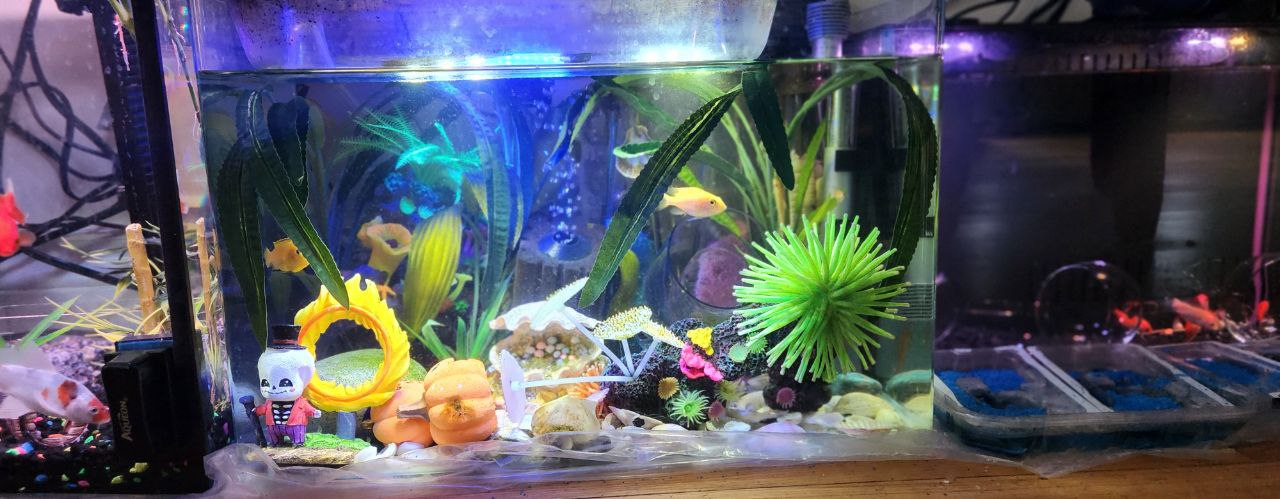 10 Gallons Aquarium - photo 2