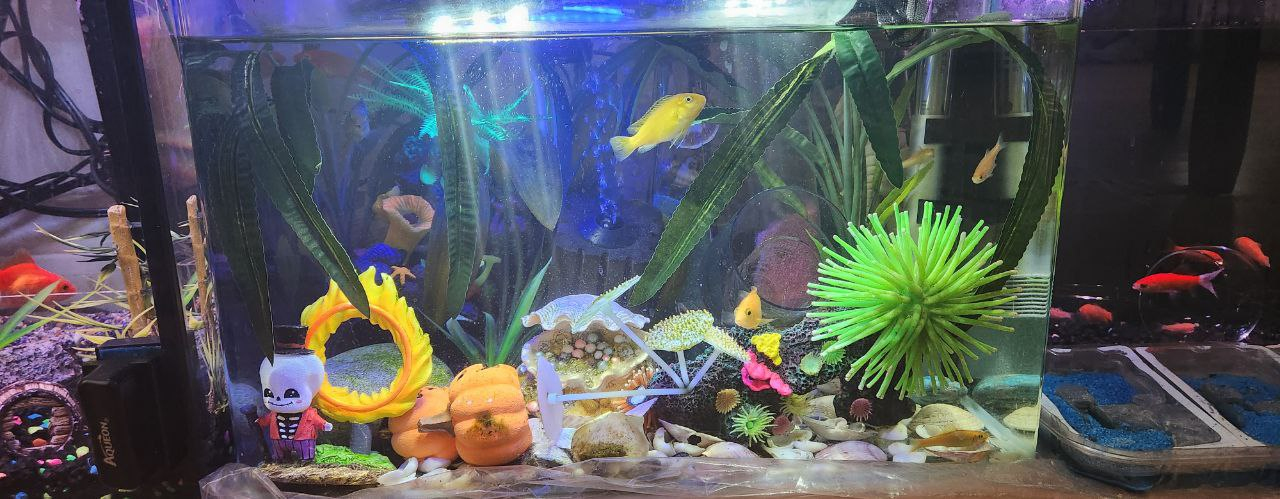 10 Gallons Aquarium - photo 3