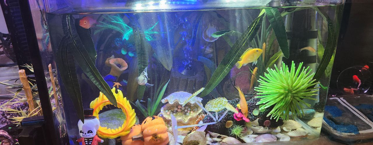 10 Gallons Aquarium - photo 5