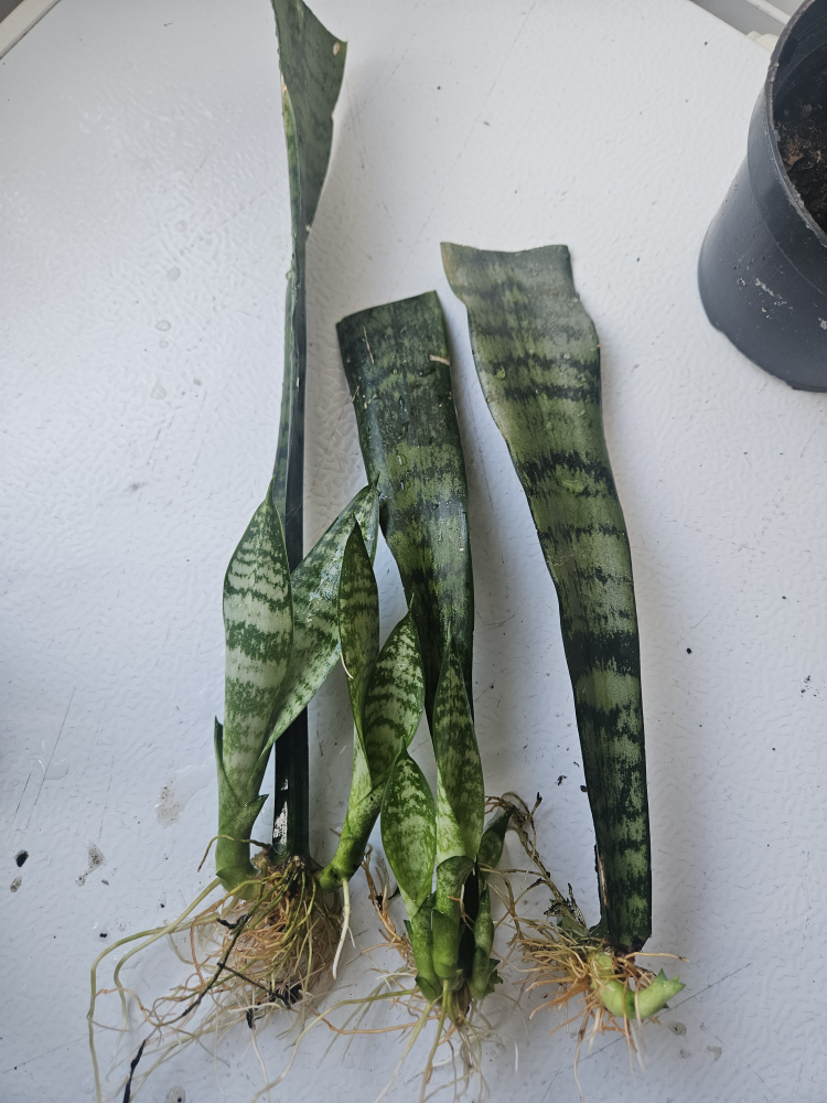 Snake Plant cuttings