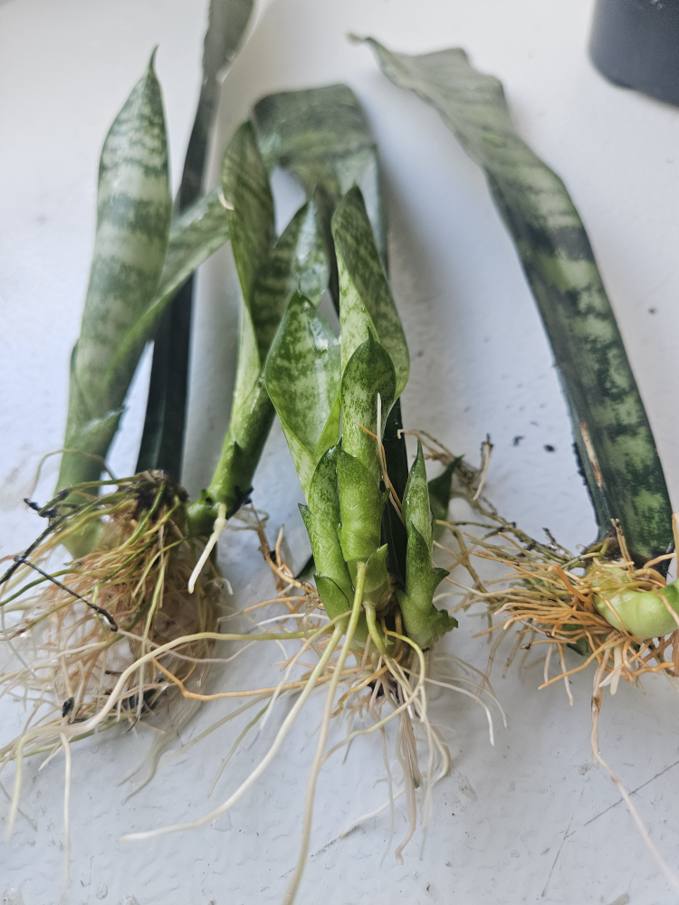 Snake Plant cuttings - photo 2