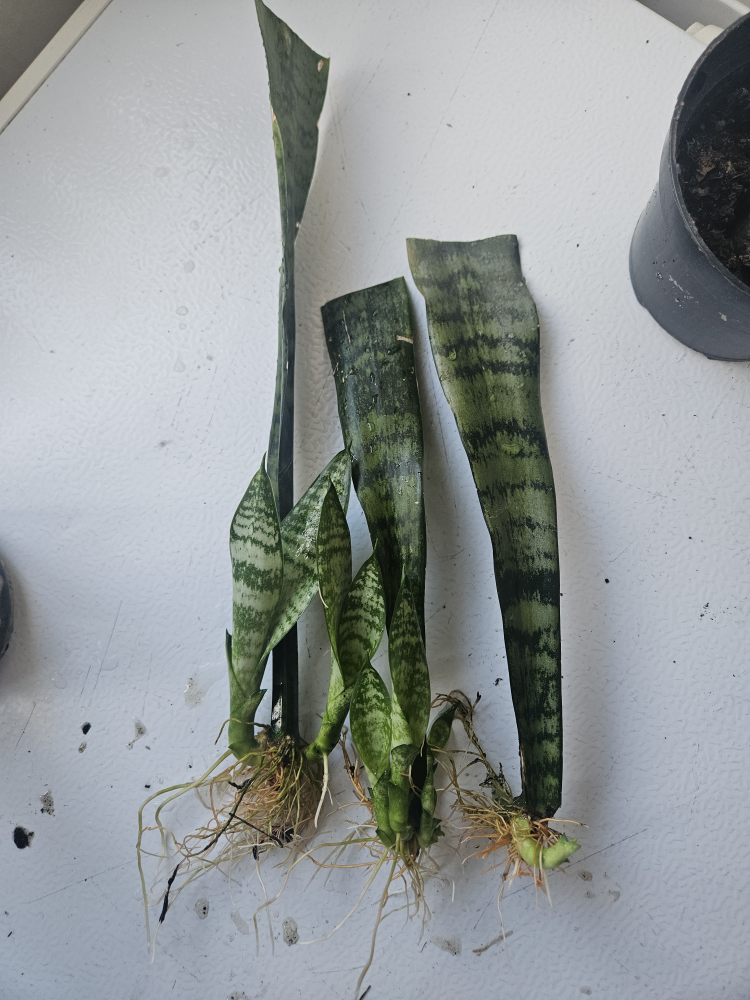 Snake Plant cuttings - photo 3