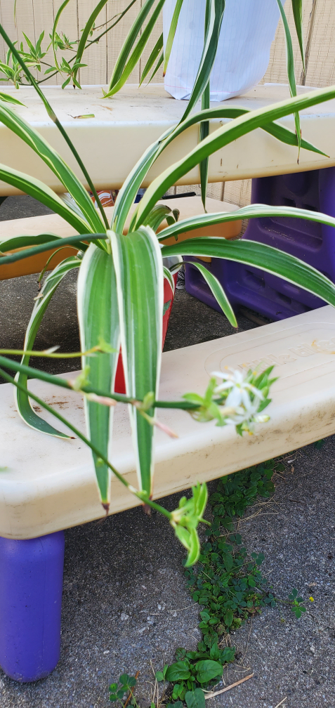 Spider Plant