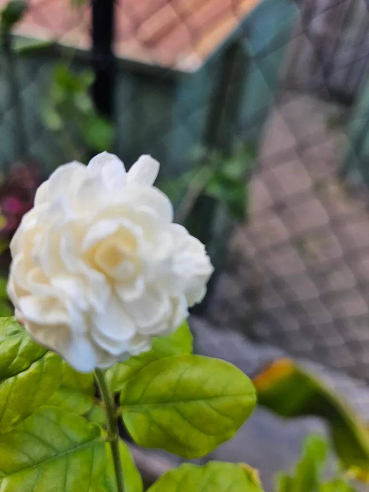 Jasmine Plant in Pot thumbnail
