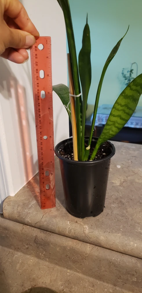 snake plants