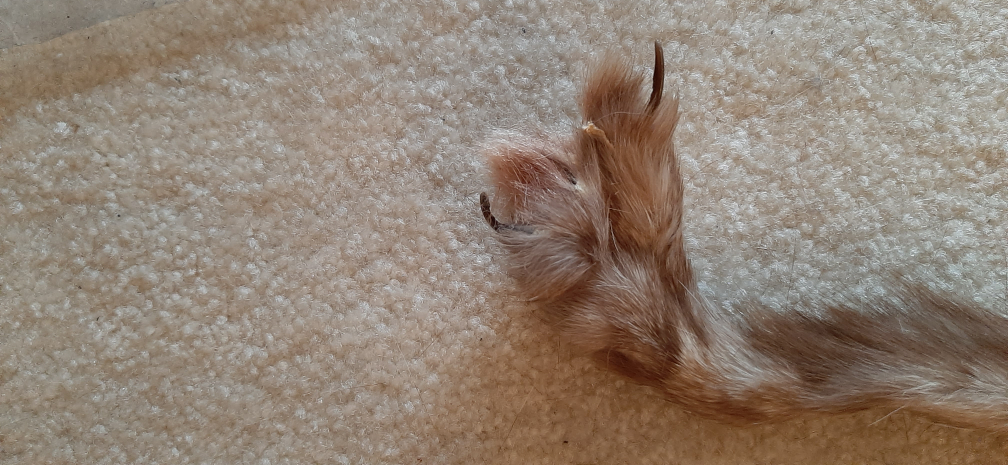 Vintage silver fox fur pelt wrap stole collar - photo 5