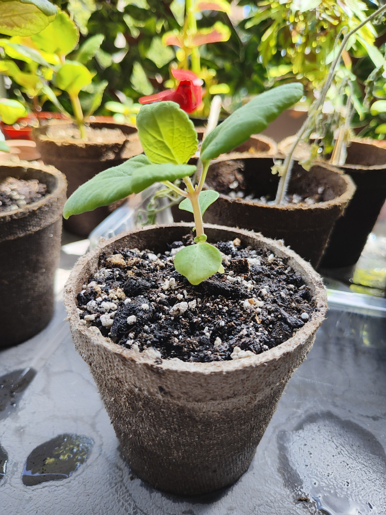 Coleus Seedlings - photo 5